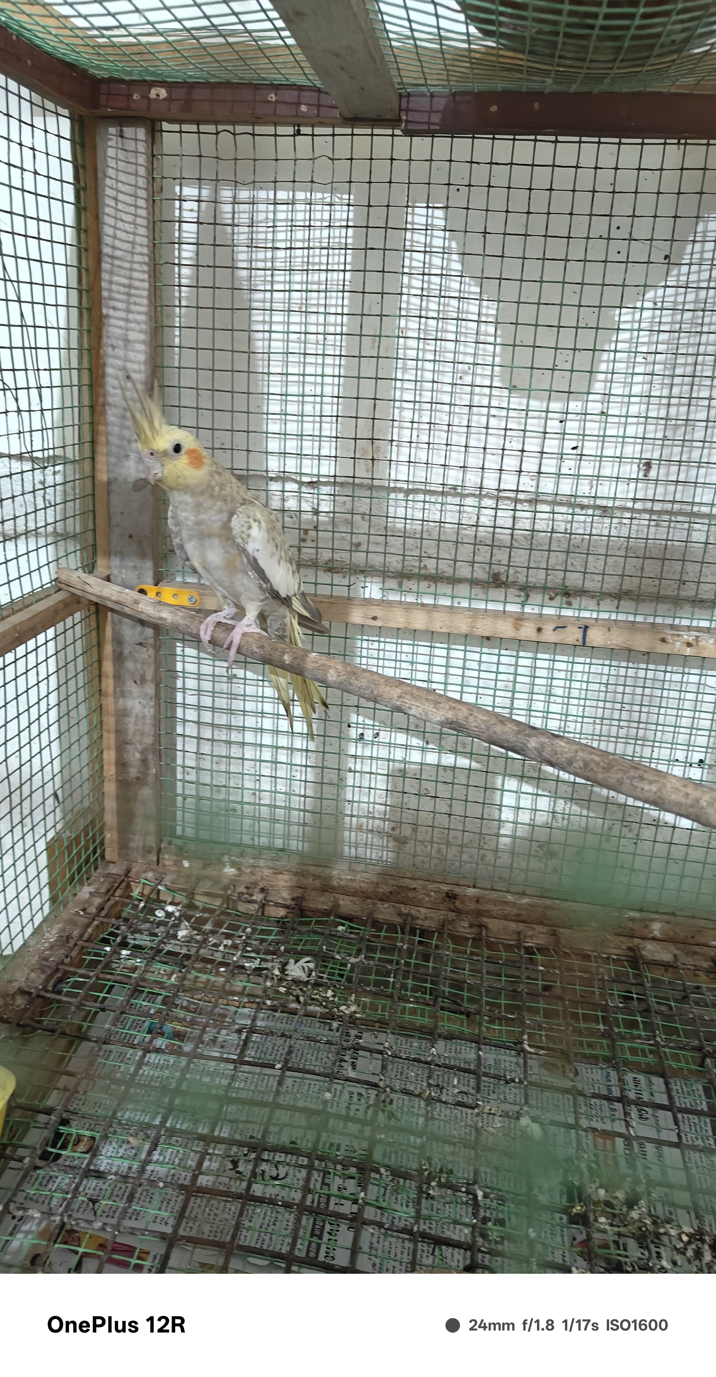 Cockatiel for sale