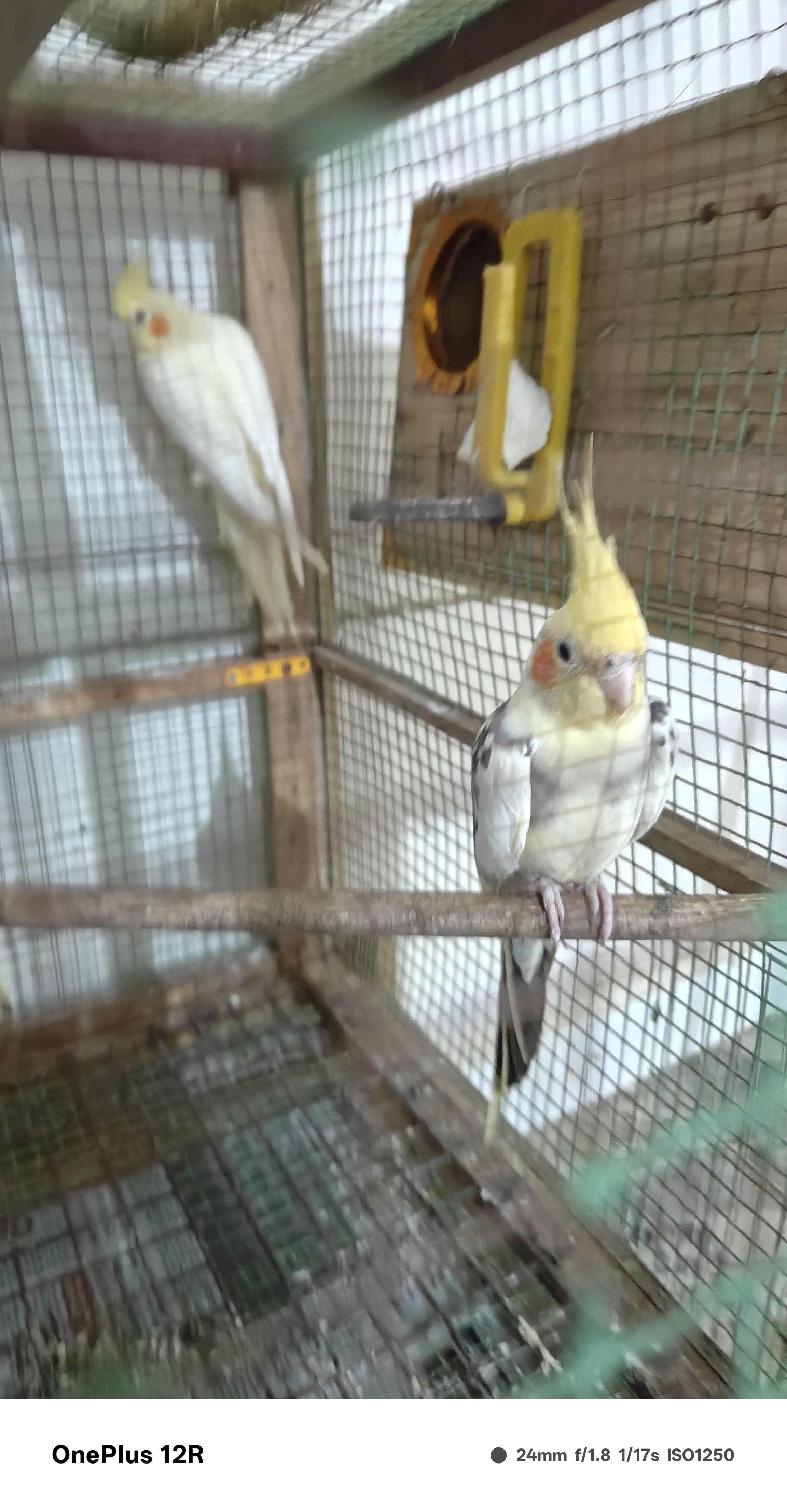 Cockatiel for sale