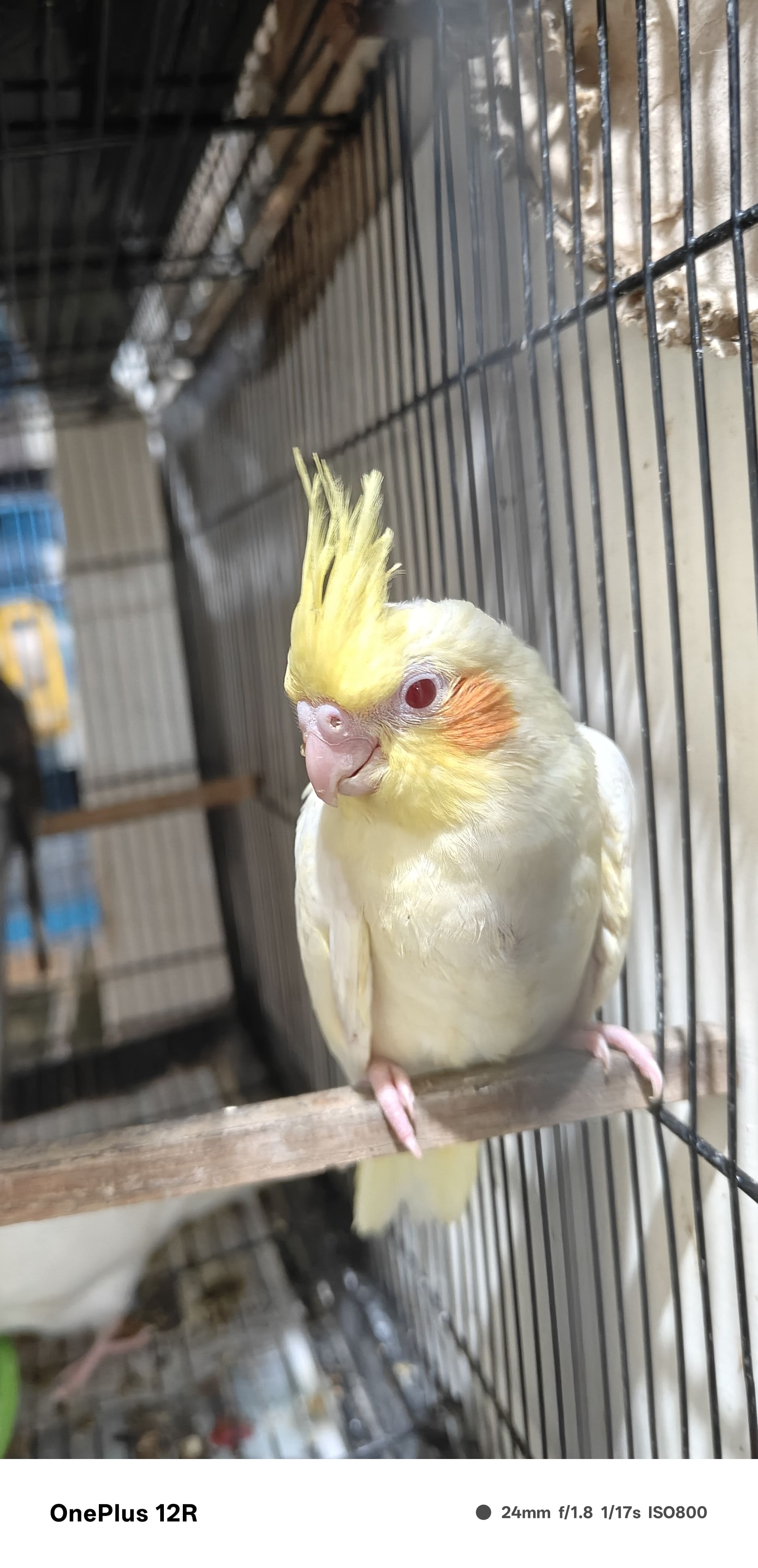 Cockatiel for sale