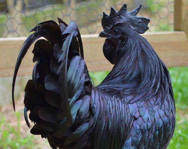 Black chicken/Karin kozhy 