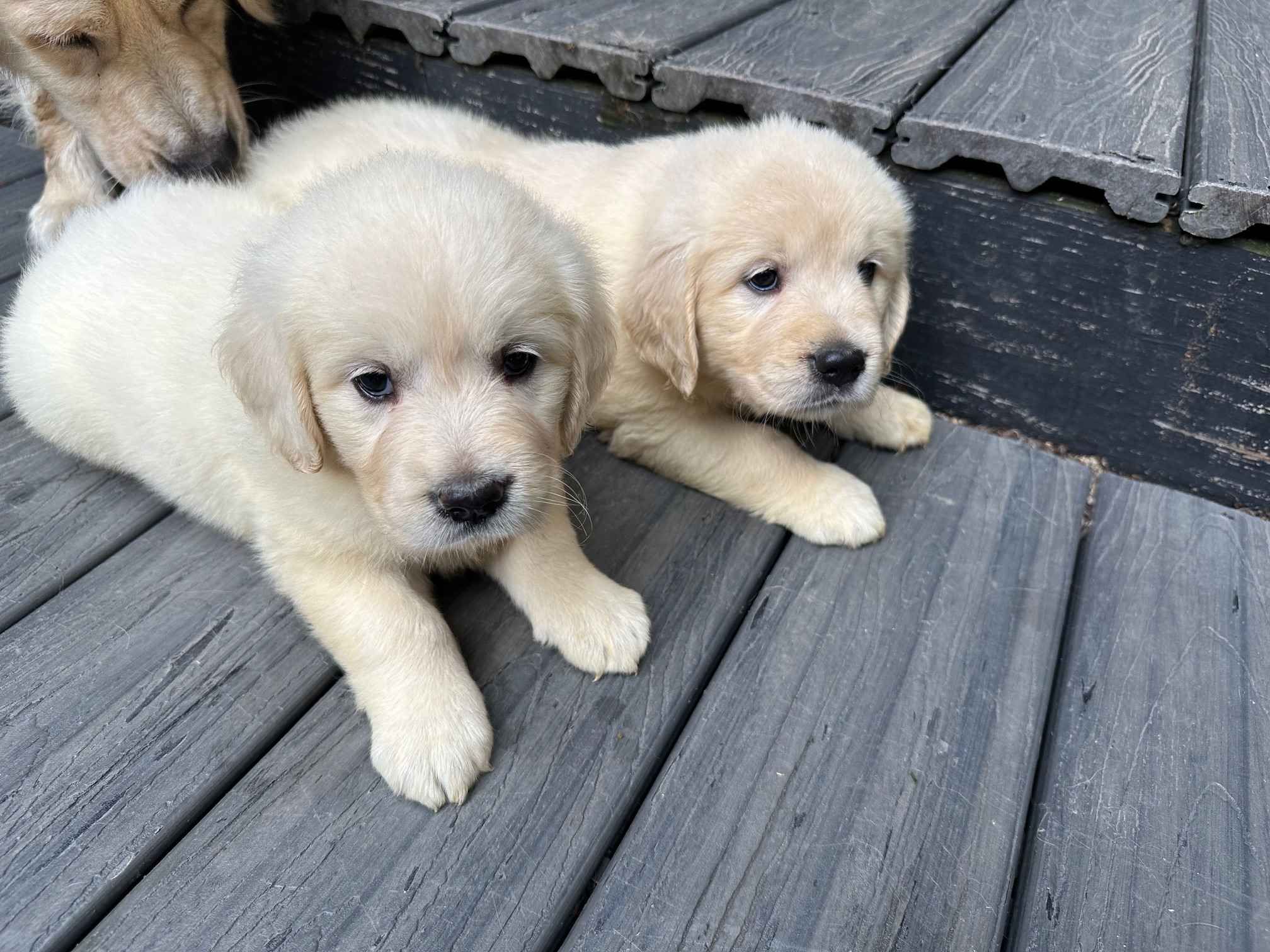 Labrador retriever puppies selling home delivery ?