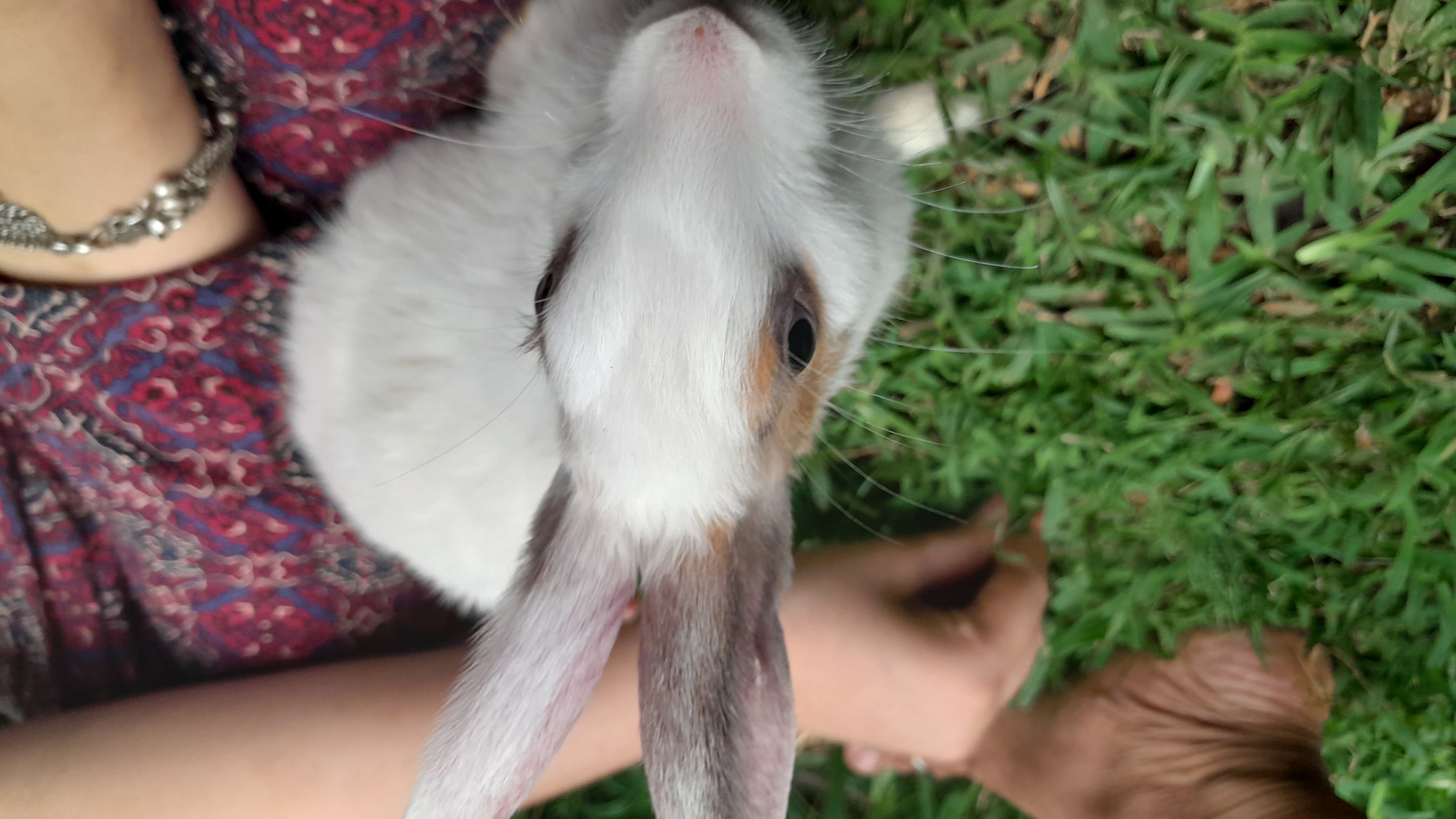 RABBIT/Bunny for Adoption