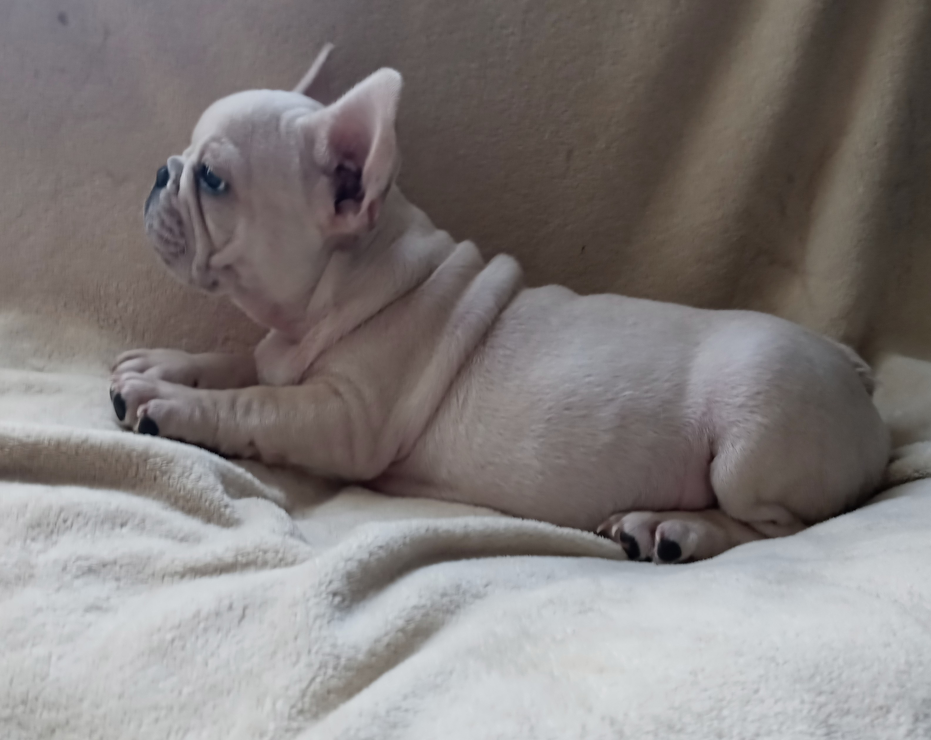 Frenchie Puppy Male looking for the right home