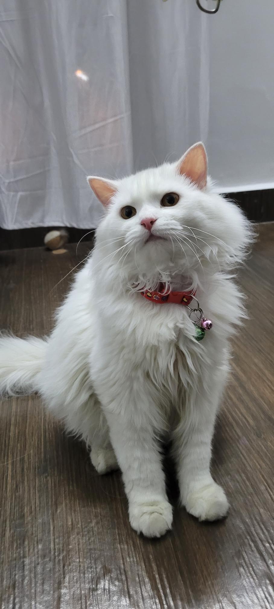 Looking for genuine cat lovers to adopt our persian cat