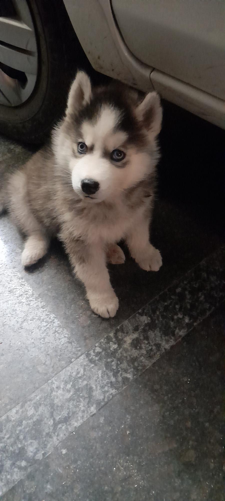 Siberian Huskay full coat with blue eyes