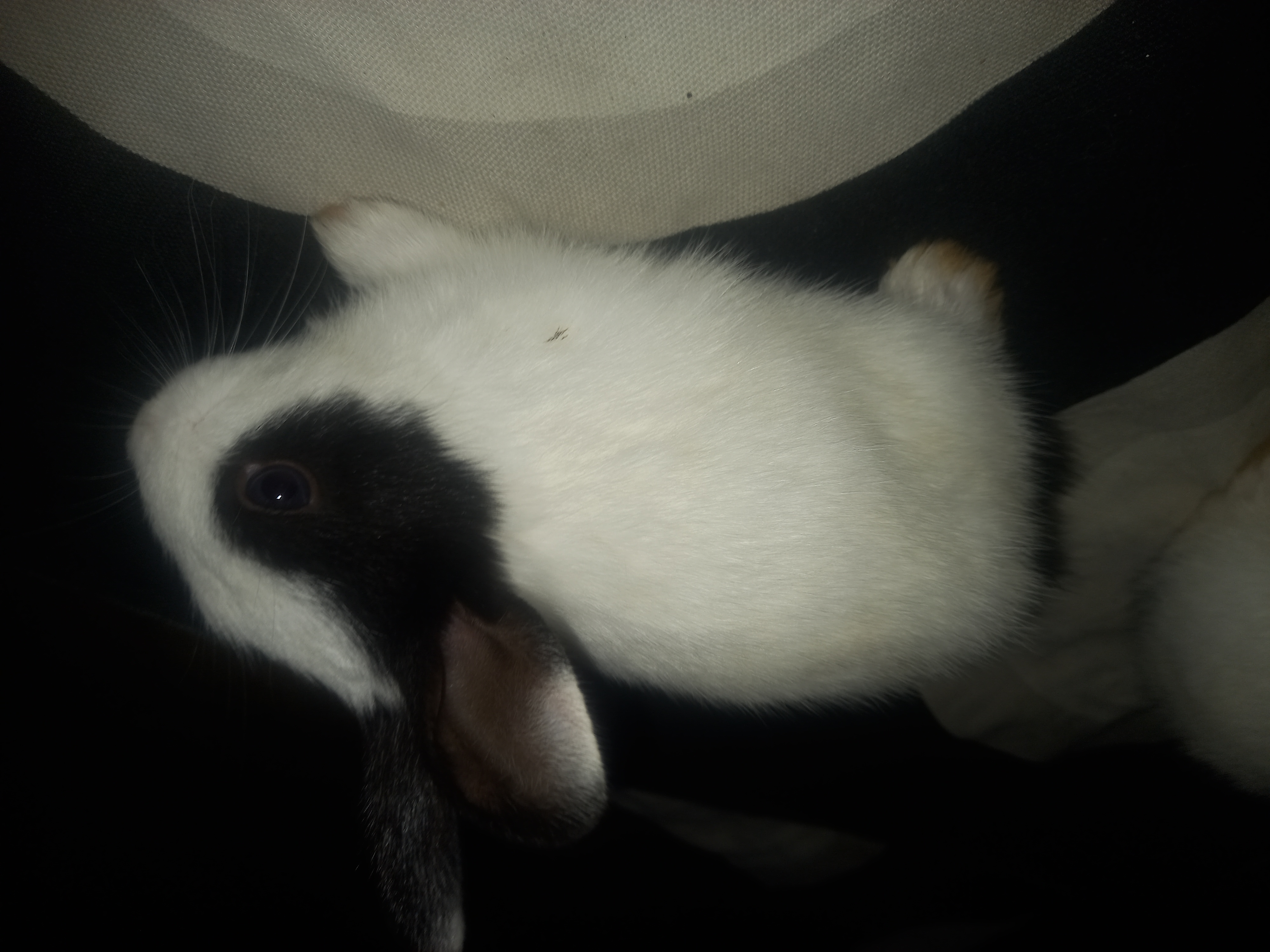 I have a black&wight baby rabbit.