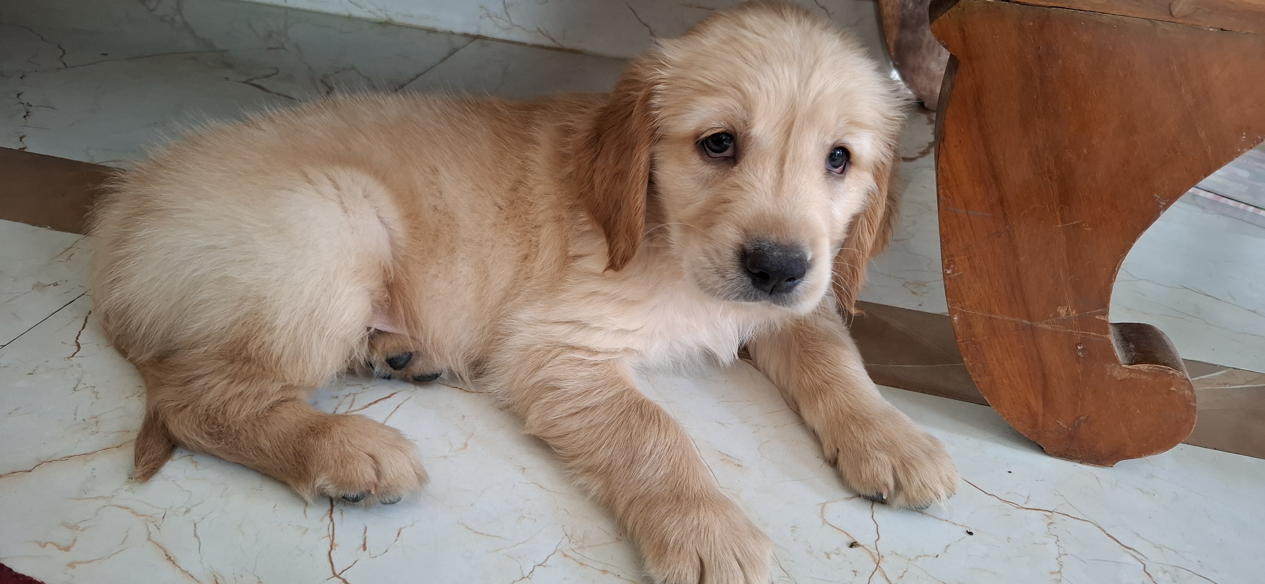 Male Golden retriever for sale