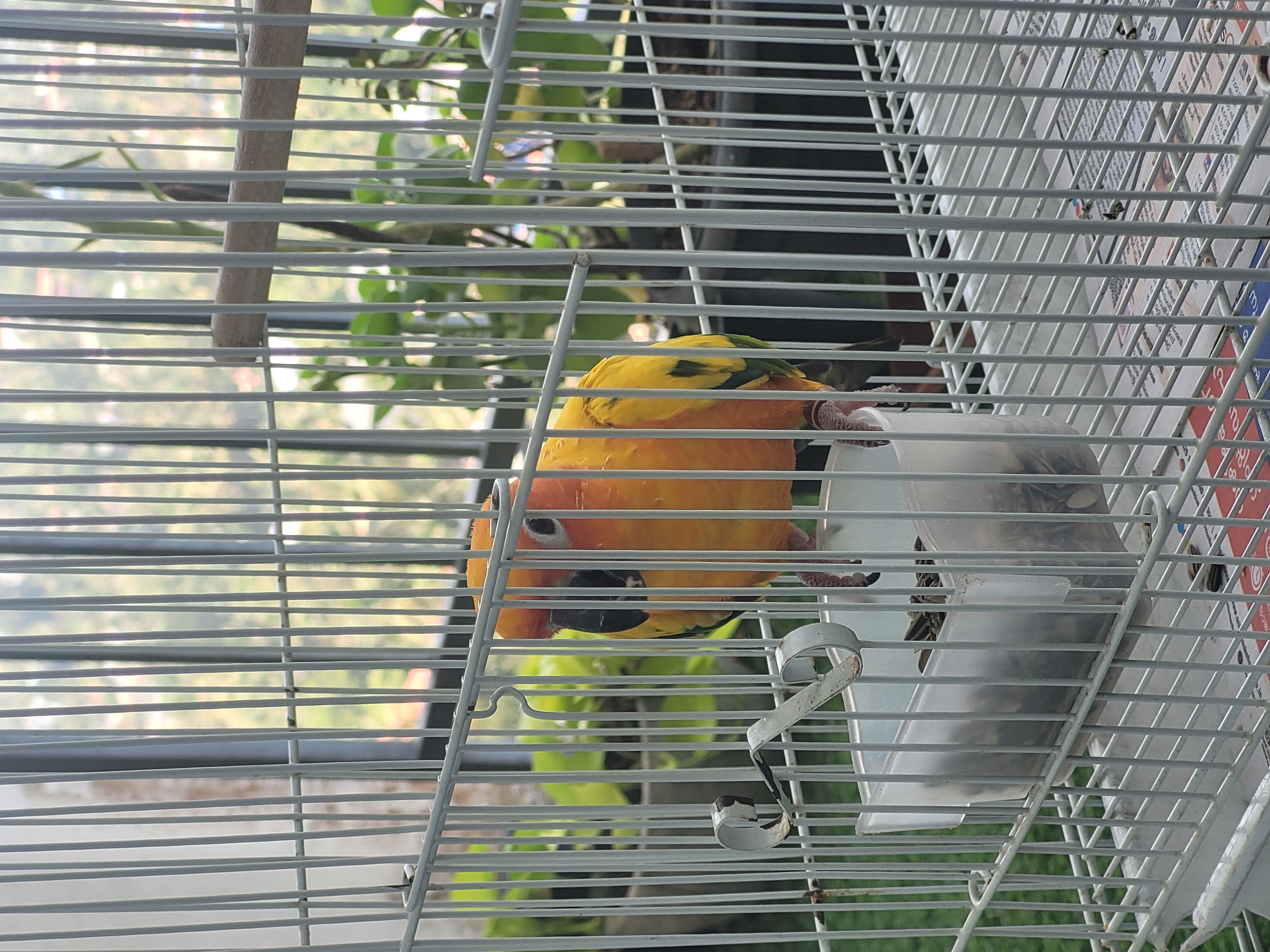 Friendly Sunconure for Sale!!