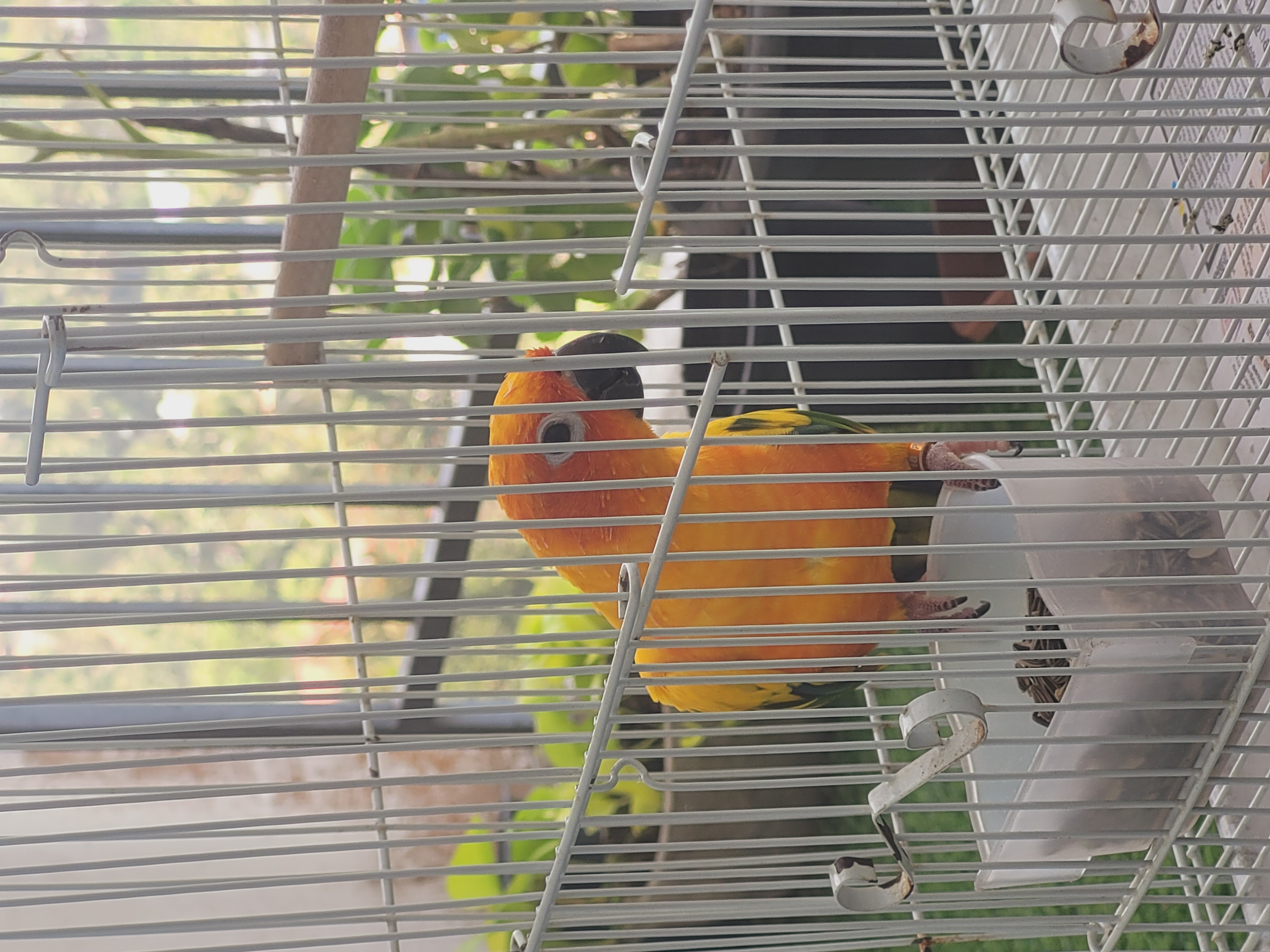 Friendly Sunconure for Sale!!