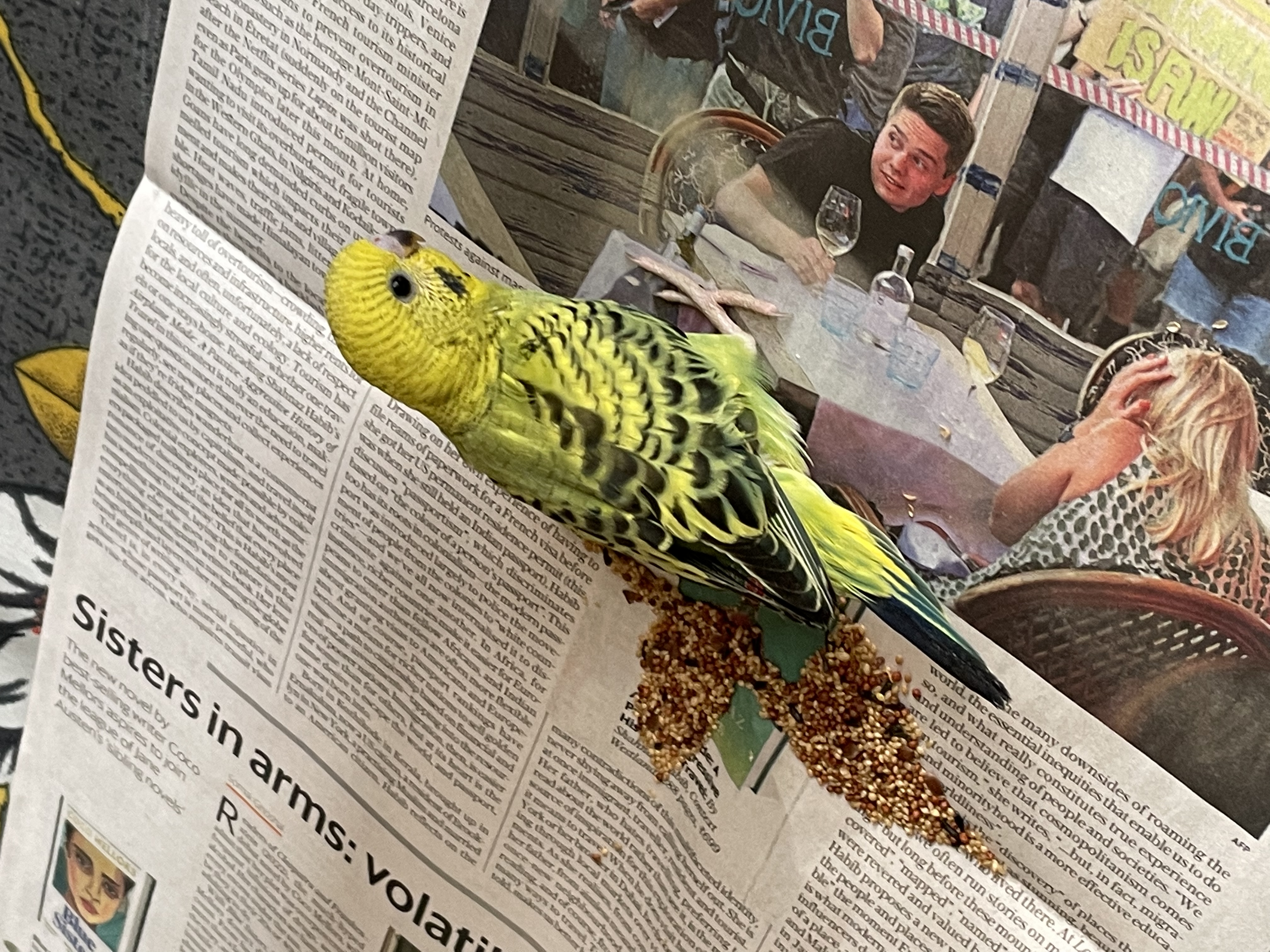 Budgies Love Birds