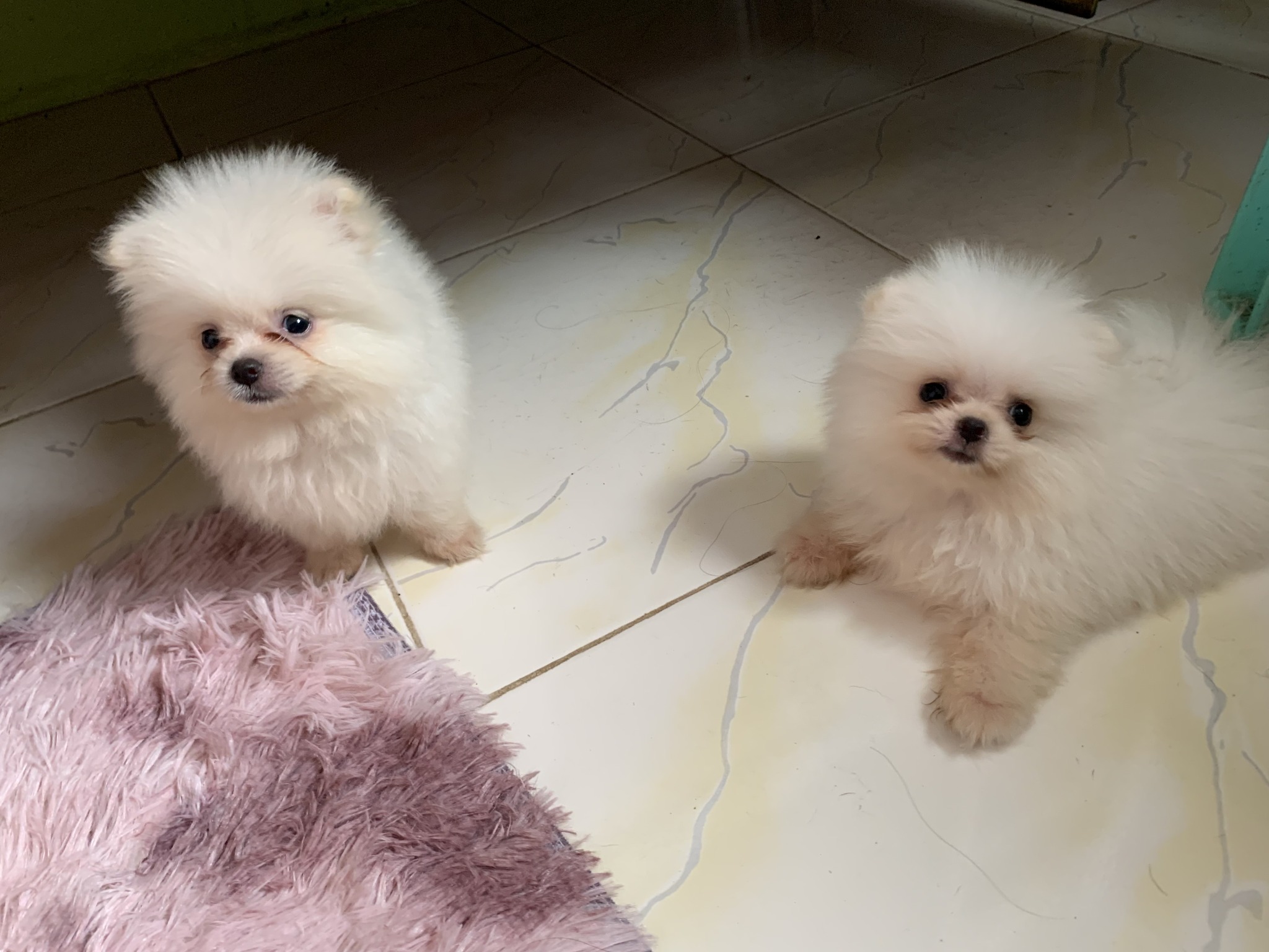 Pomeranian Puppies White Female