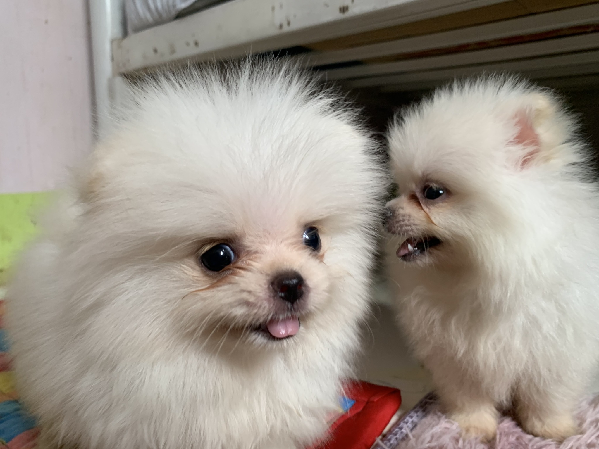 Pomeranian Puppies White Female