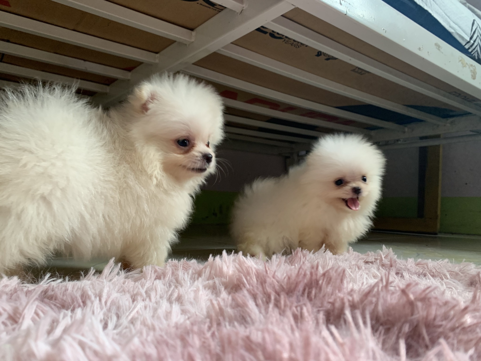 Pomeranian Puppies White Female