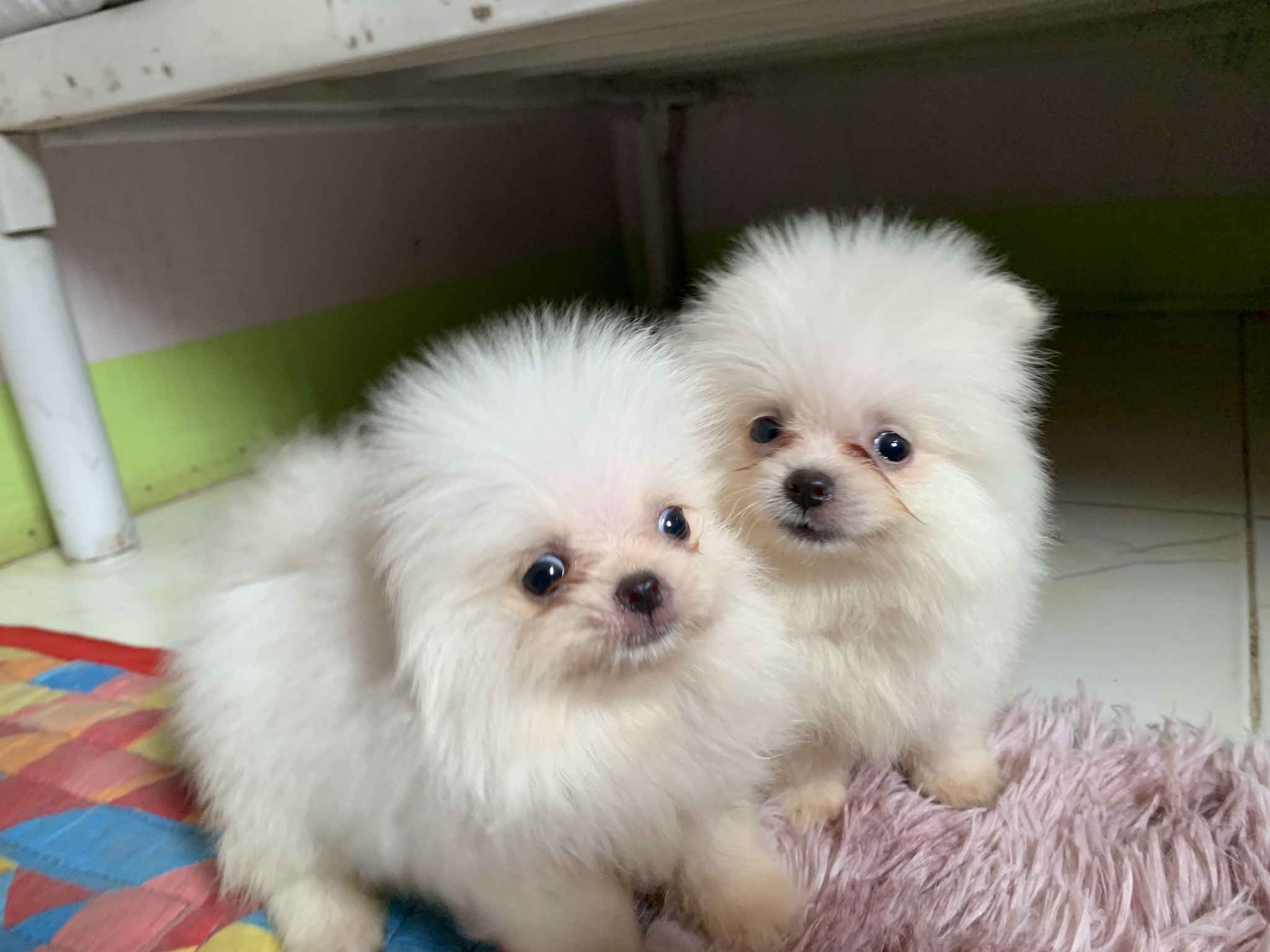 Pomeranian Puppies White Female