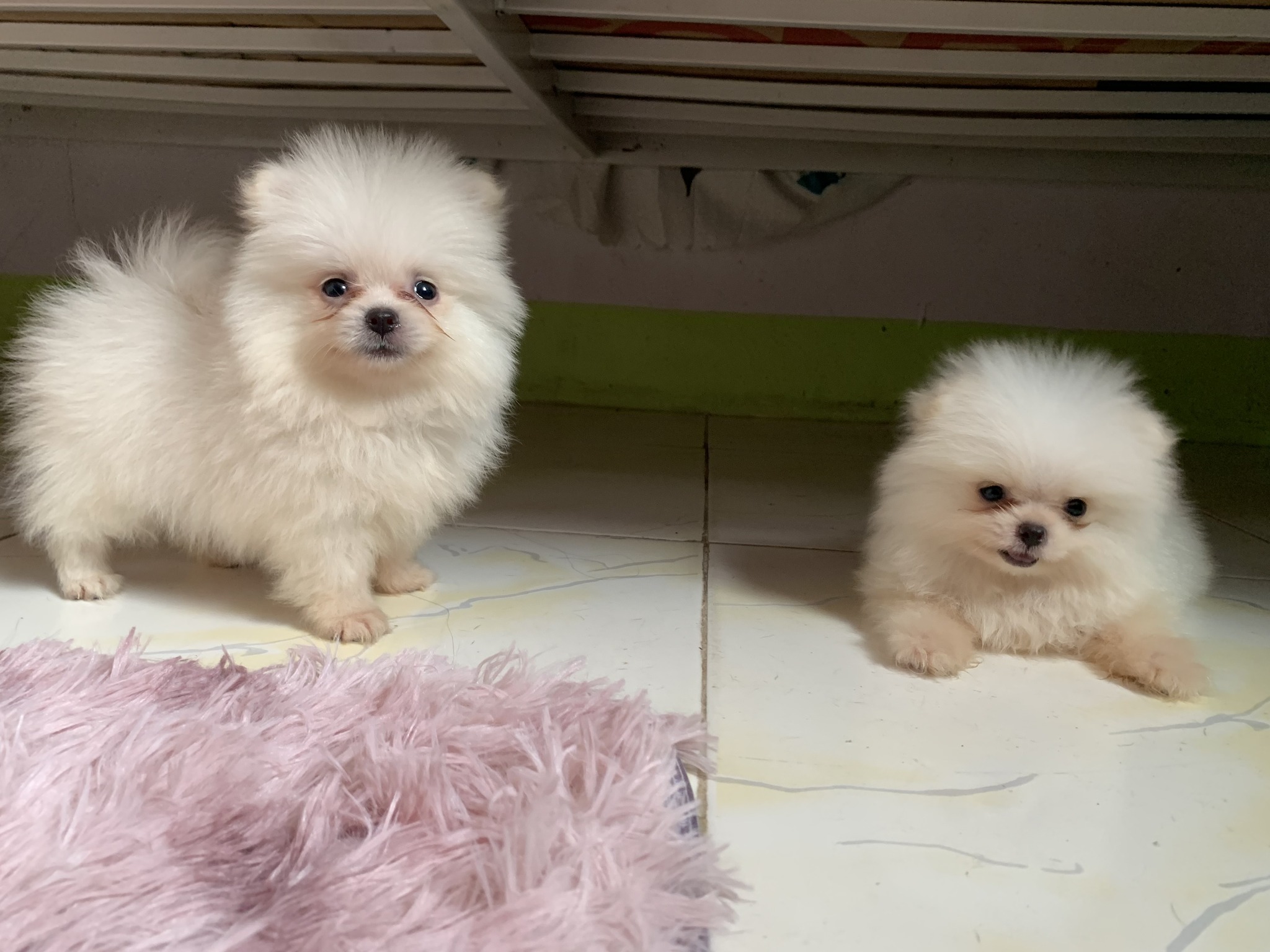 Pomeranian Puppies White Female