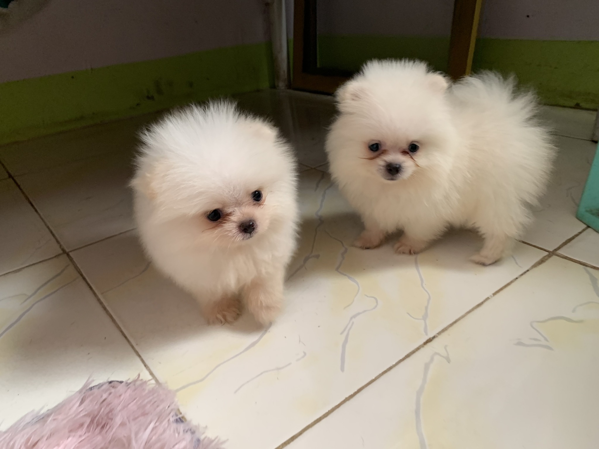 Pomeranian Puppies White Female