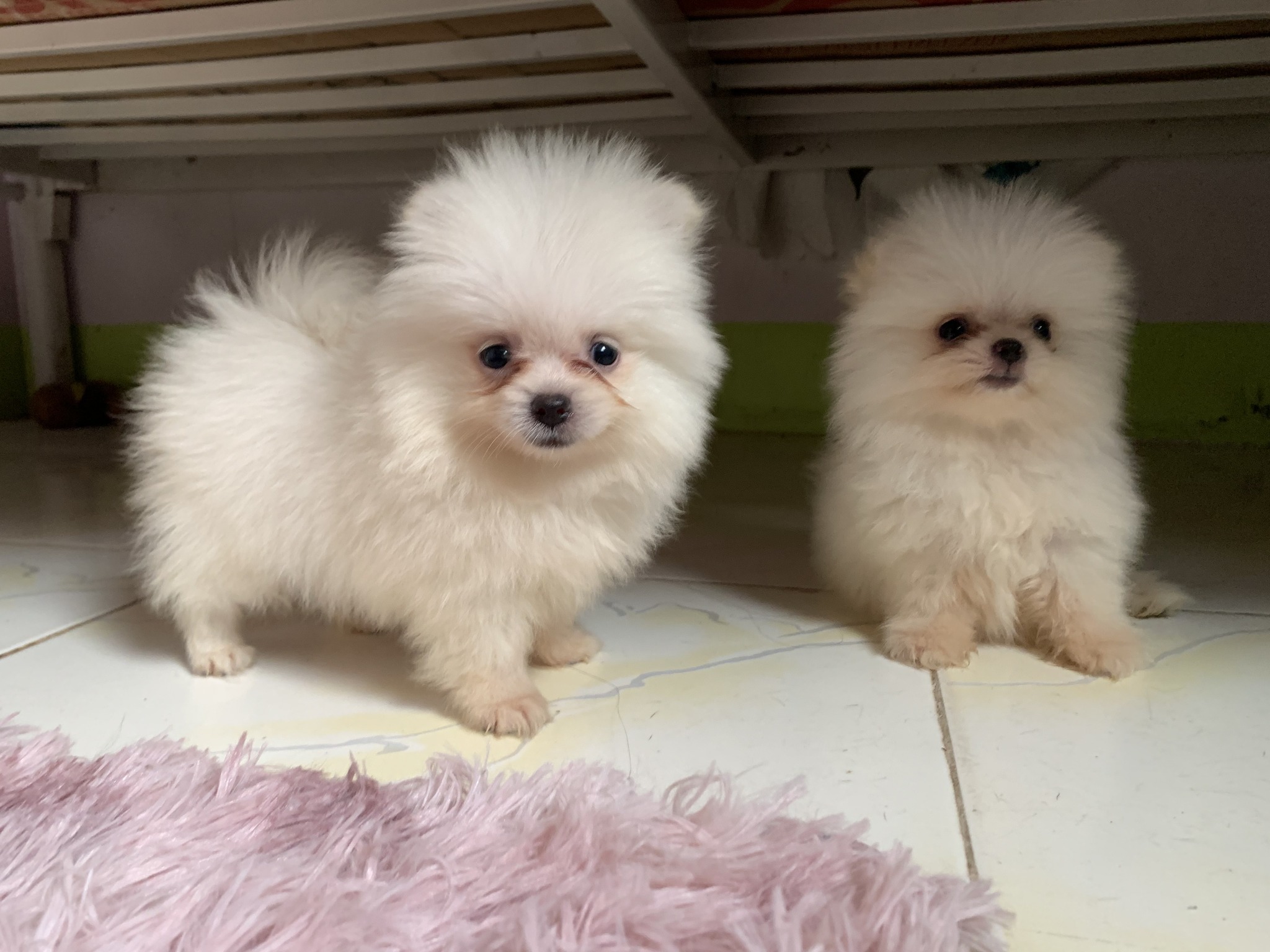 Pomeranian Puppies White Female