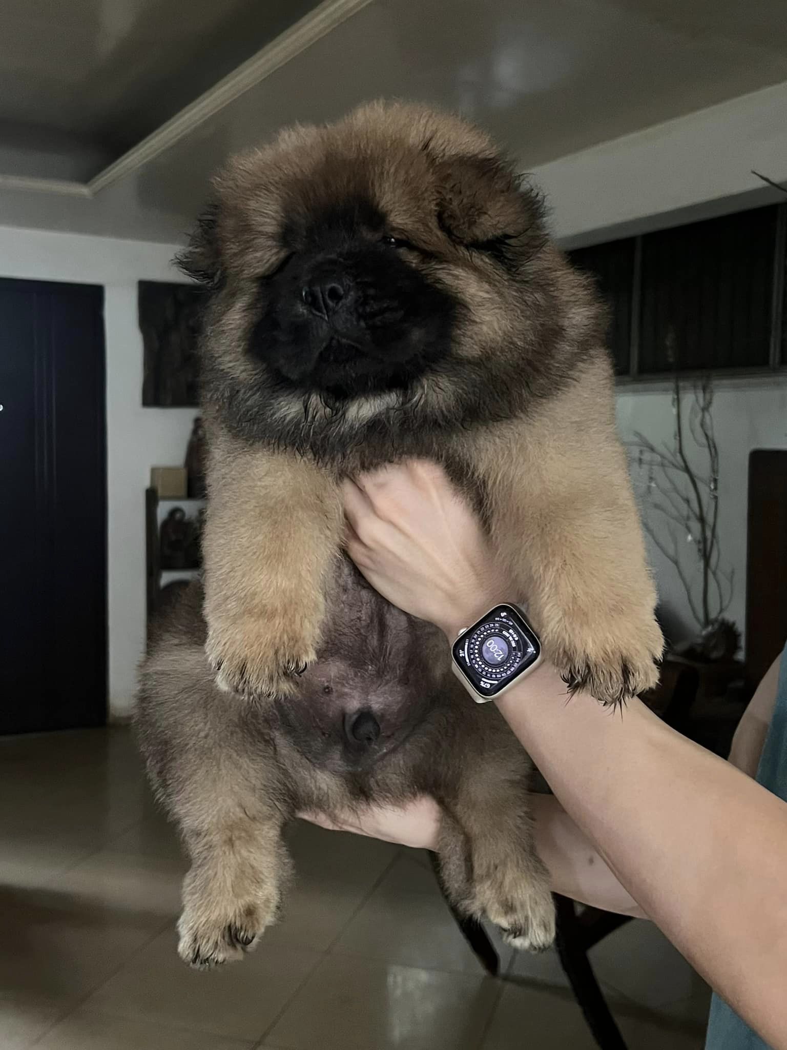 PURE BREED CHOW 