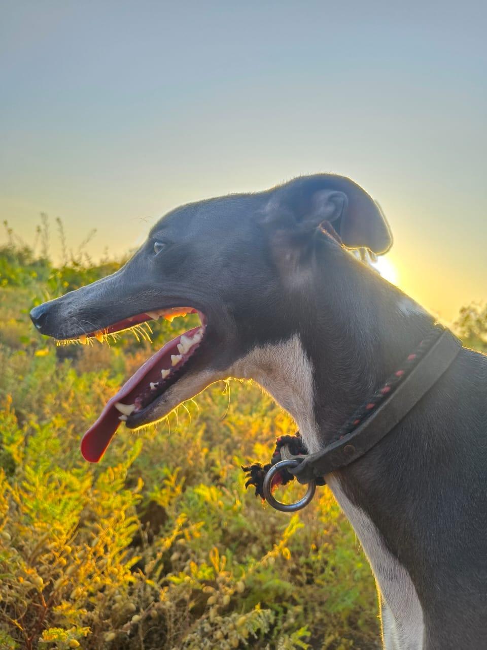 greyhound dog sell at healthy condition