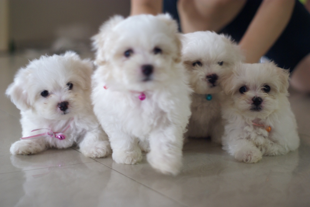 Purebred Maltese puppies for Re-homing 