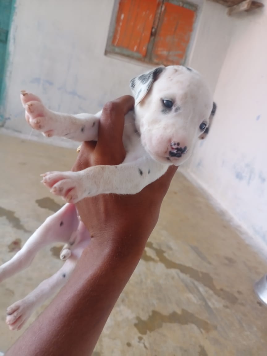 Dalmation puppy female for sale