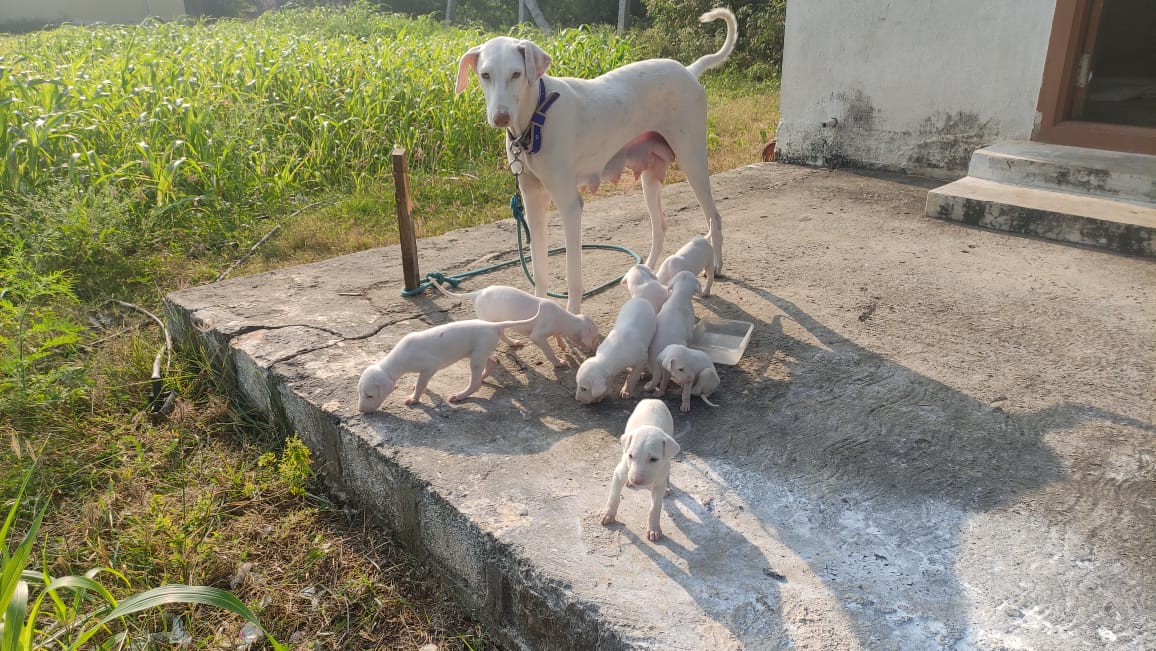 Rajapalayam puppy available