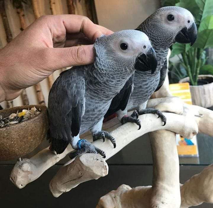 Africa Grey parrots for sale 