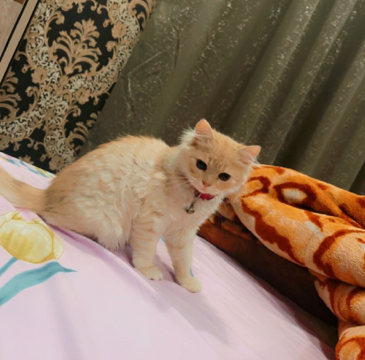 Leo Persian kitten 
