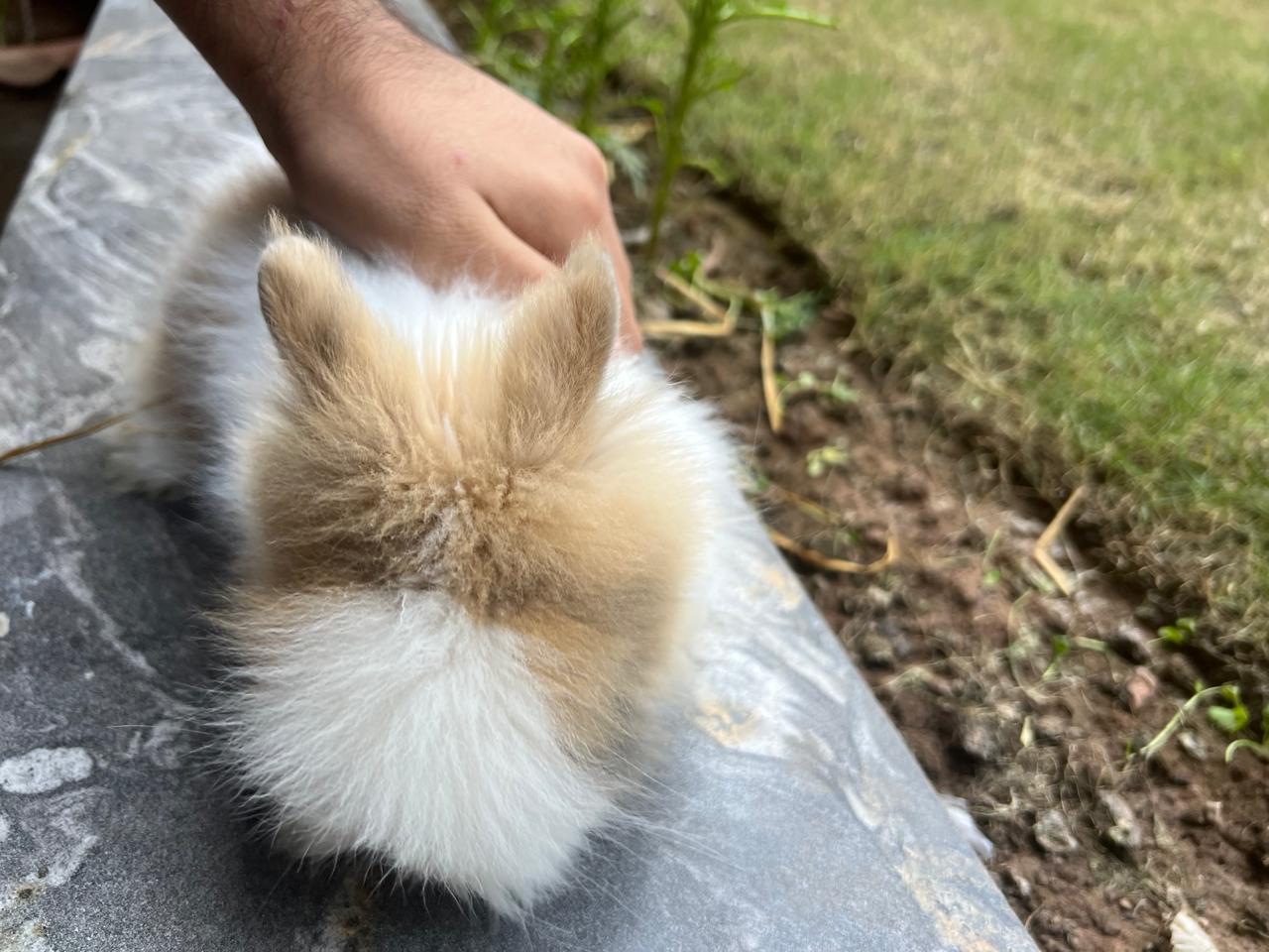 Rabbit teddy bears dwarf with cage pairs 