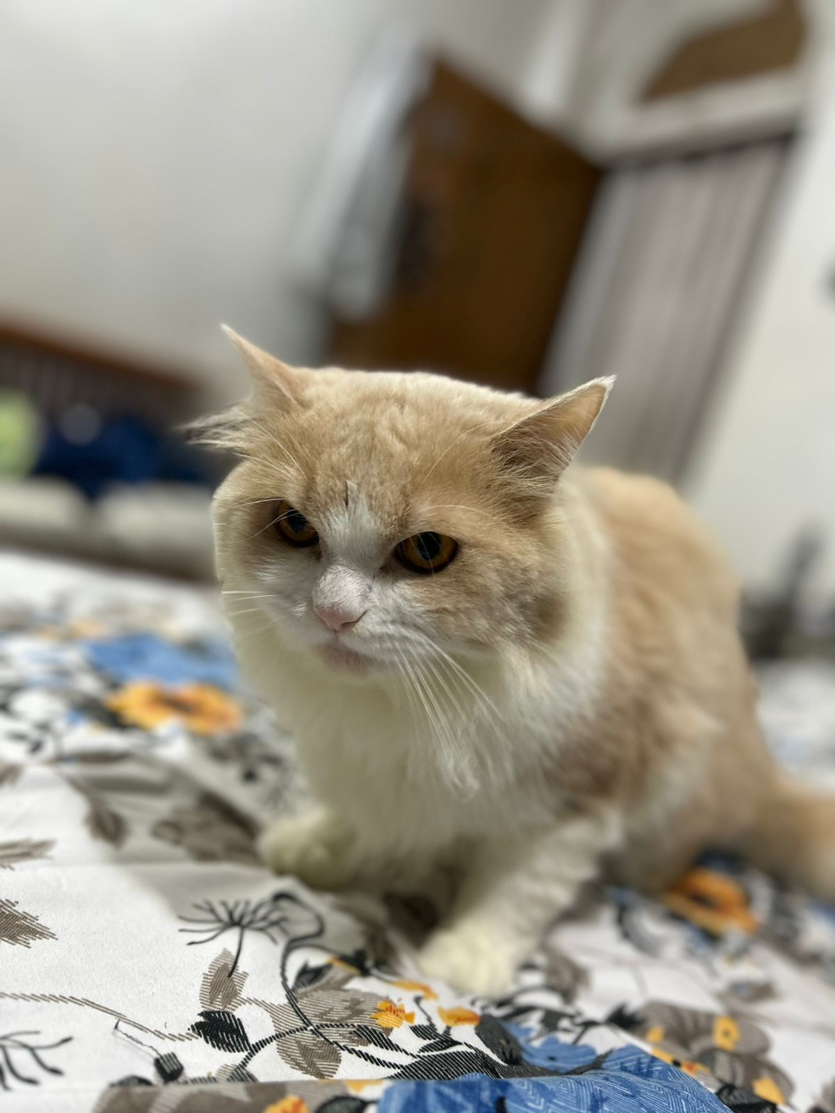 Need a Caring Pet lover for My Cute Persian Cat 1+ yr, 