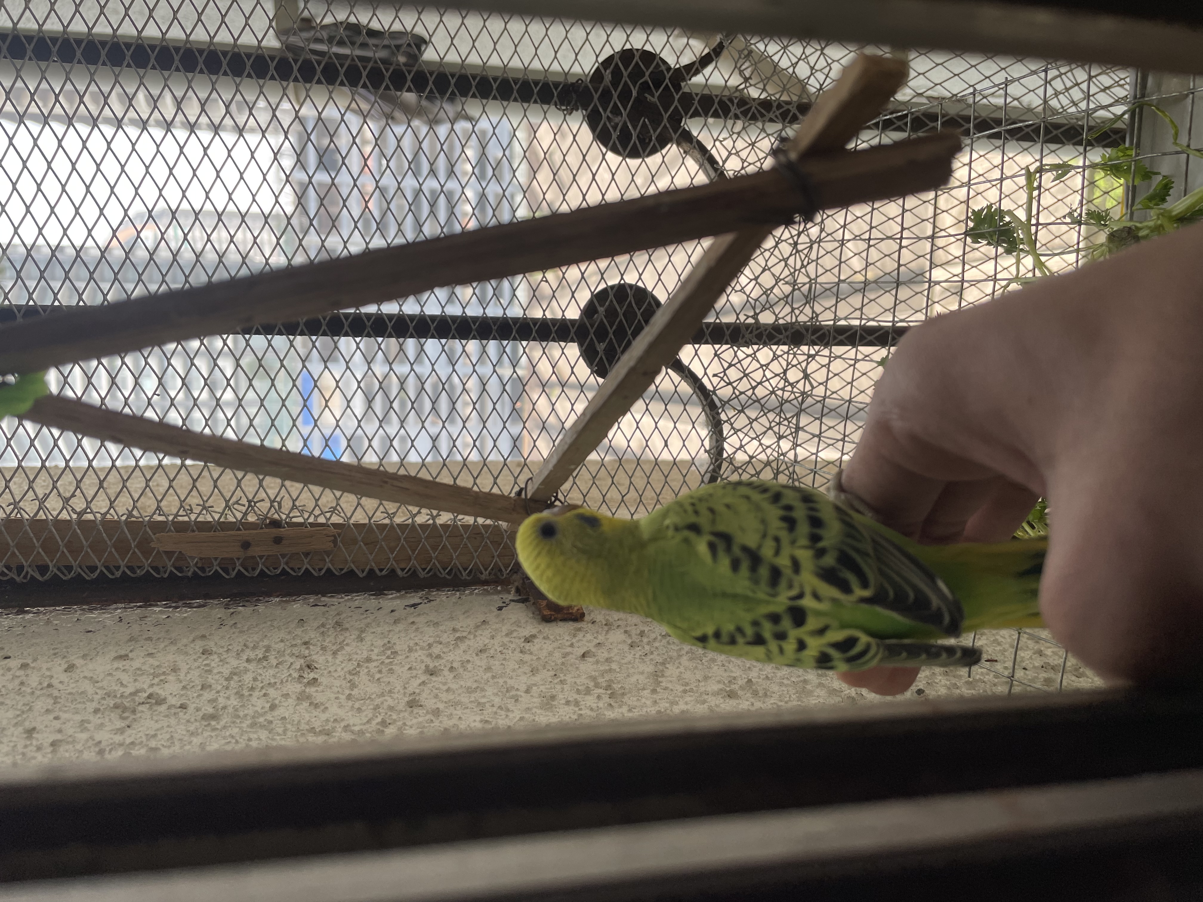 Budgies Love Birds