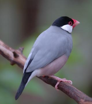 Java sparrow 