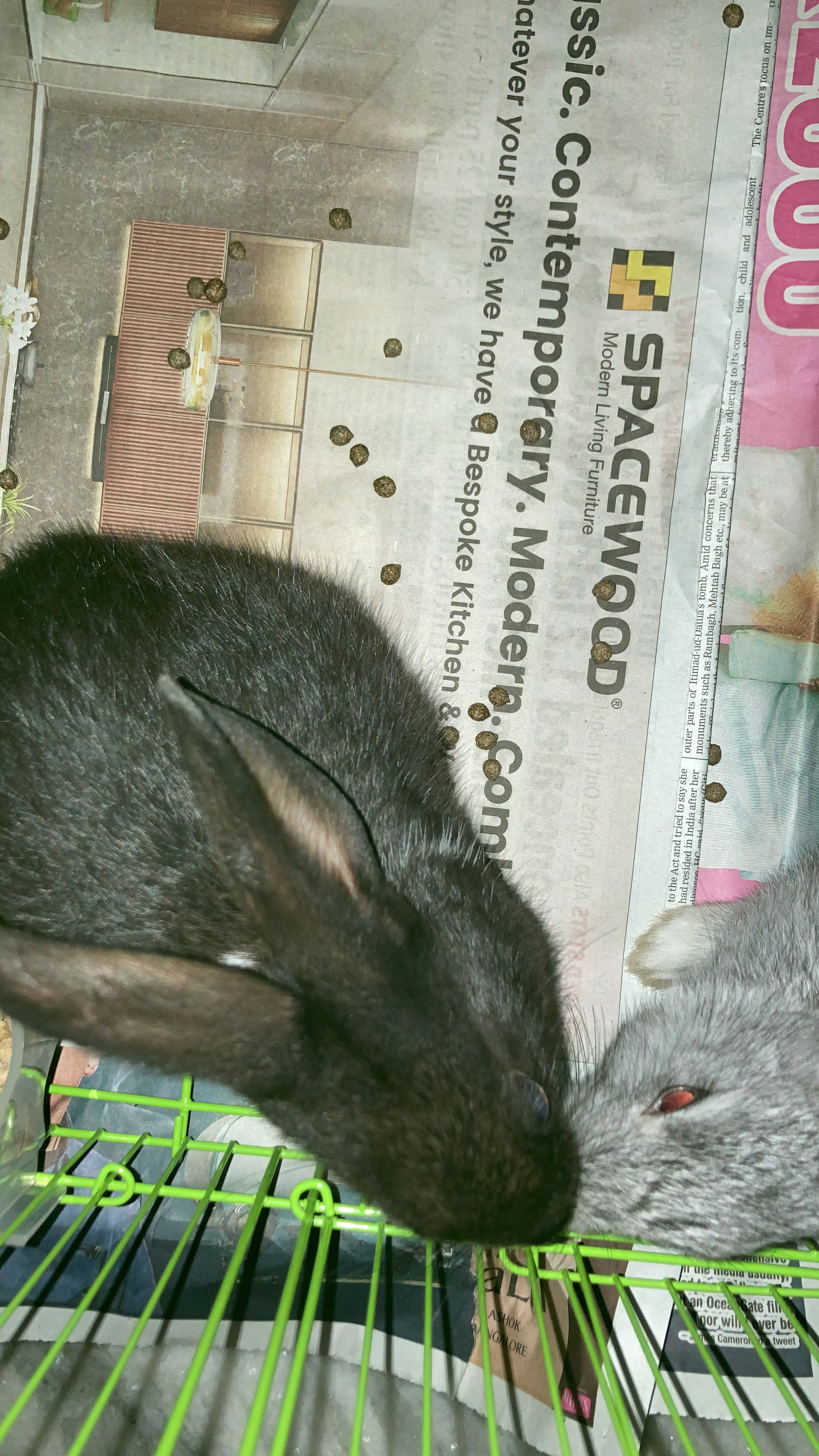 2 rabbits for sale 