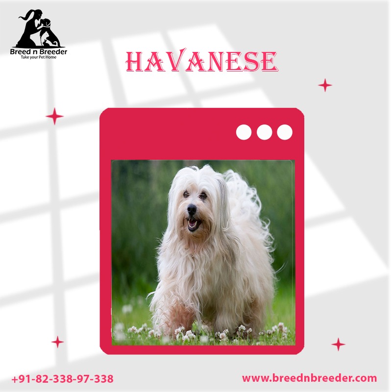 Breed n Breeder - Sale on Health-certified Havanese puppies