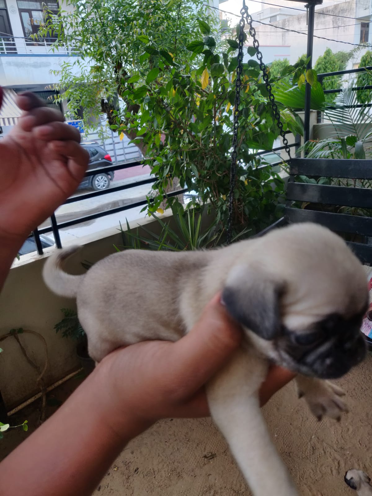 Pug puppies for sale