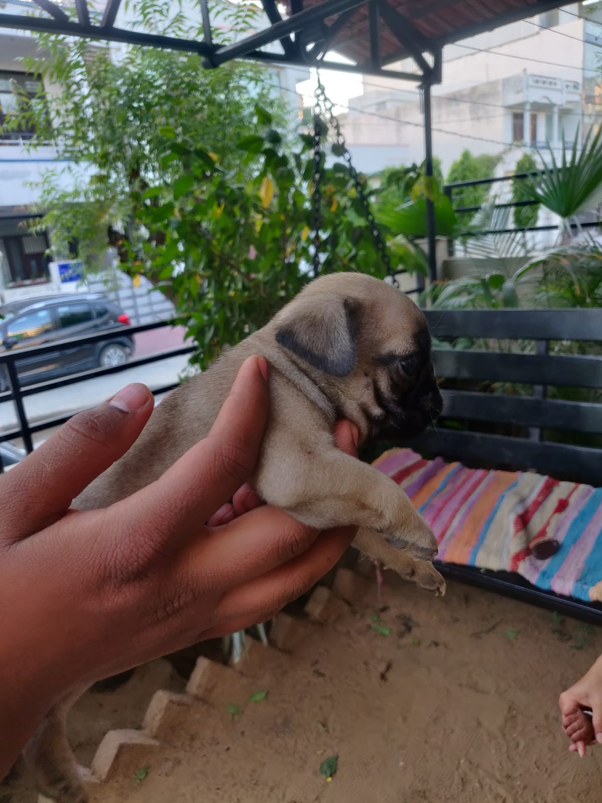 Pug puppies for sale