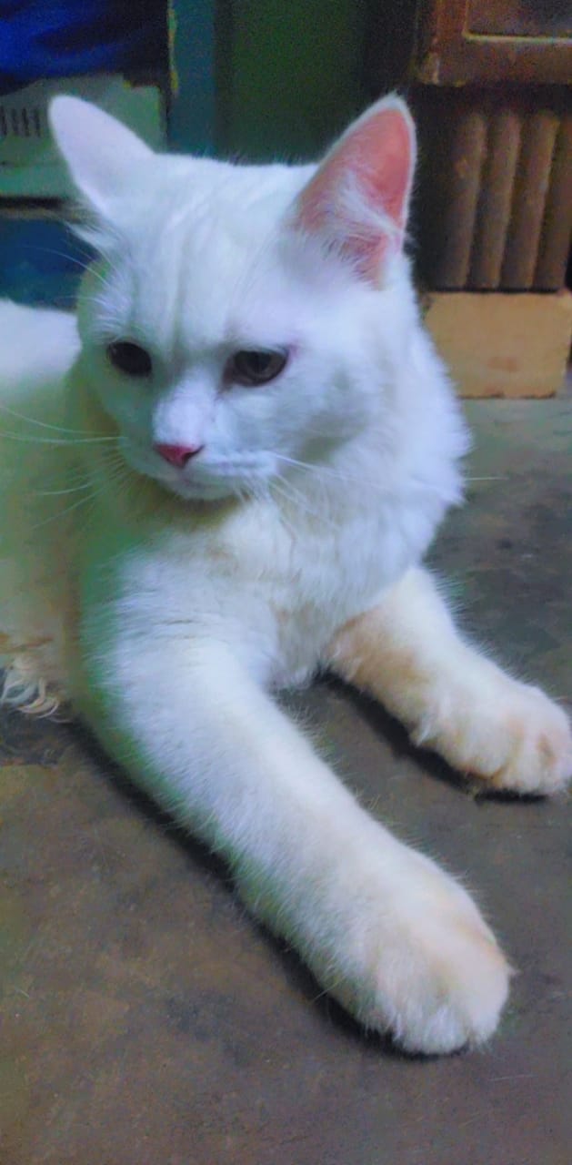 White perisian cat 