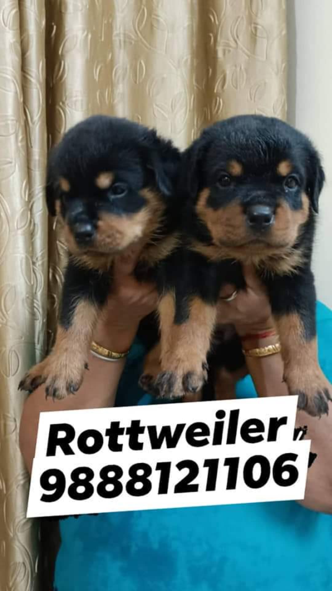 Rottweiler puppy available call 98881 21106 pet shop dog near