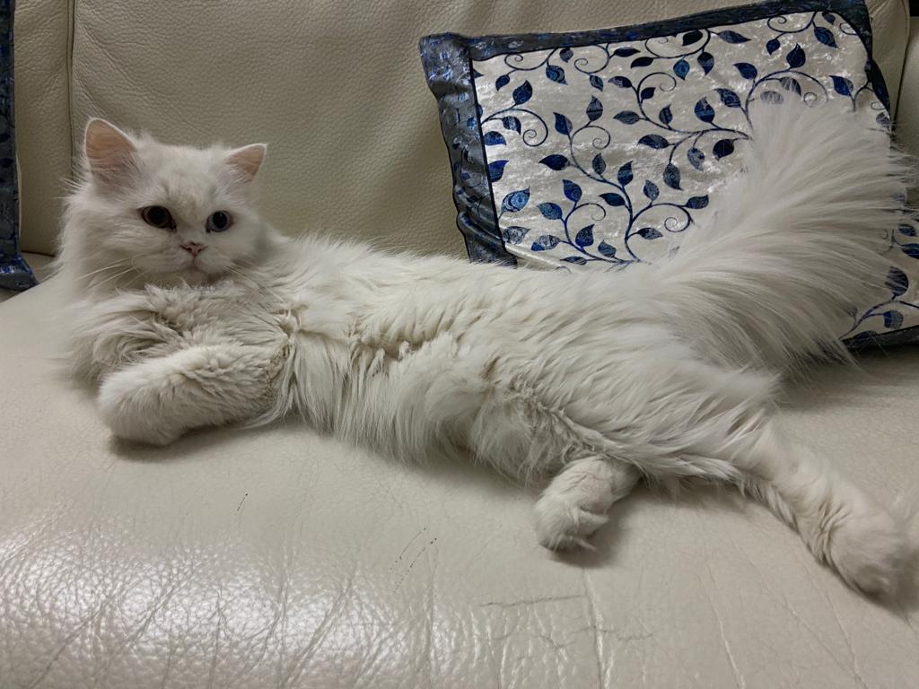 Persian cat for sale