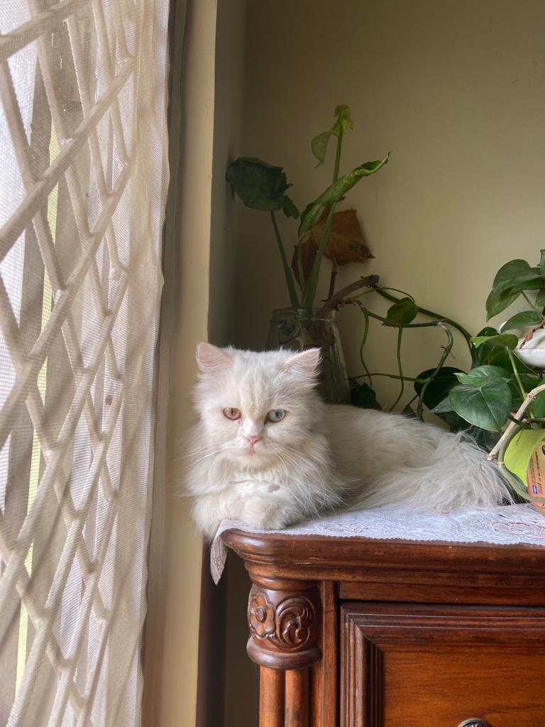 Persian cat for sale