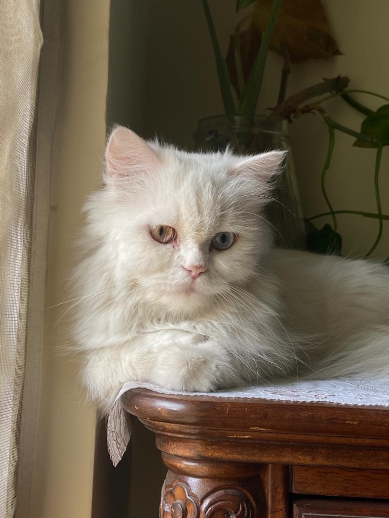 Persian cat for sale