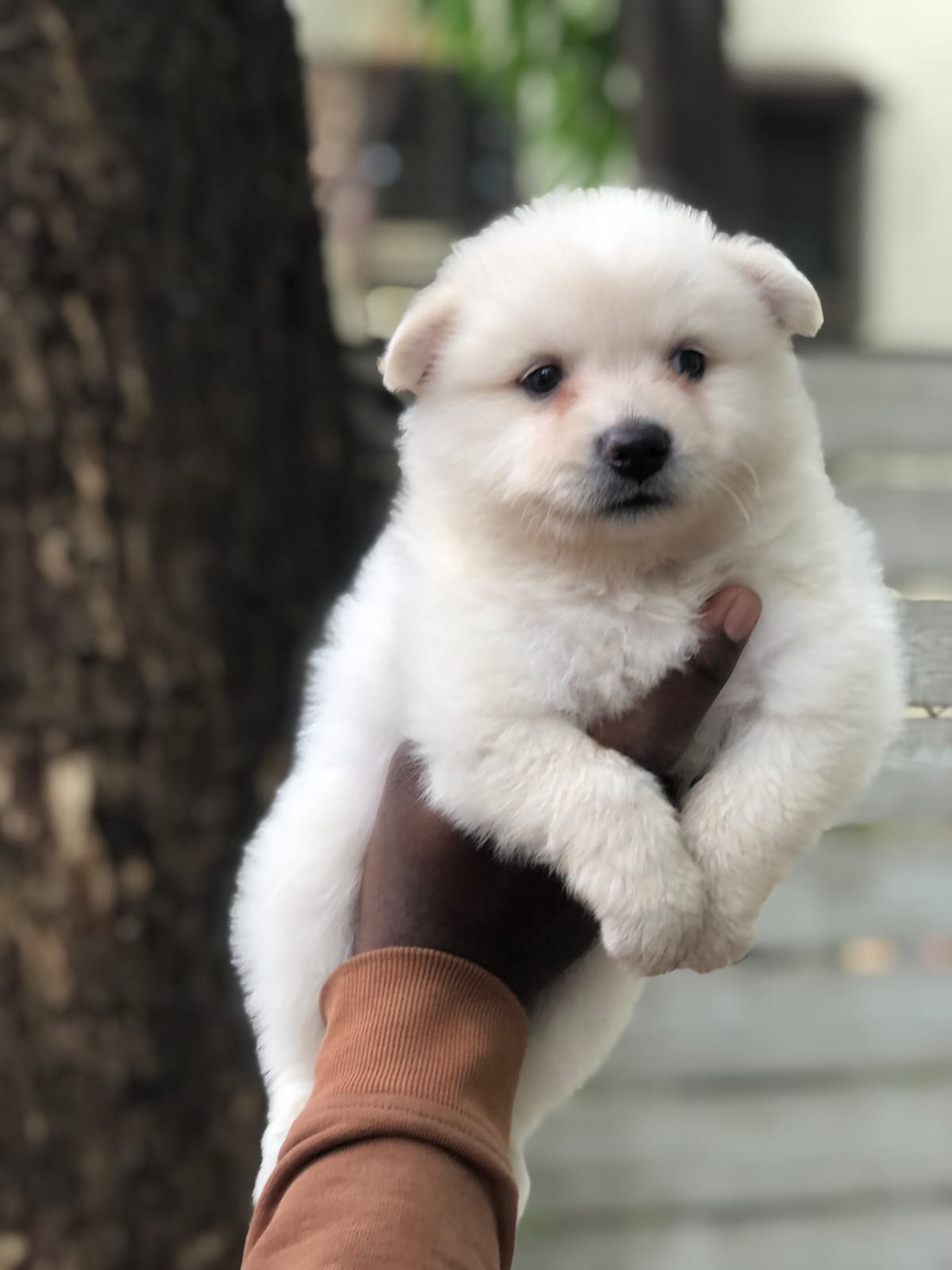 Pomeranian for sale 