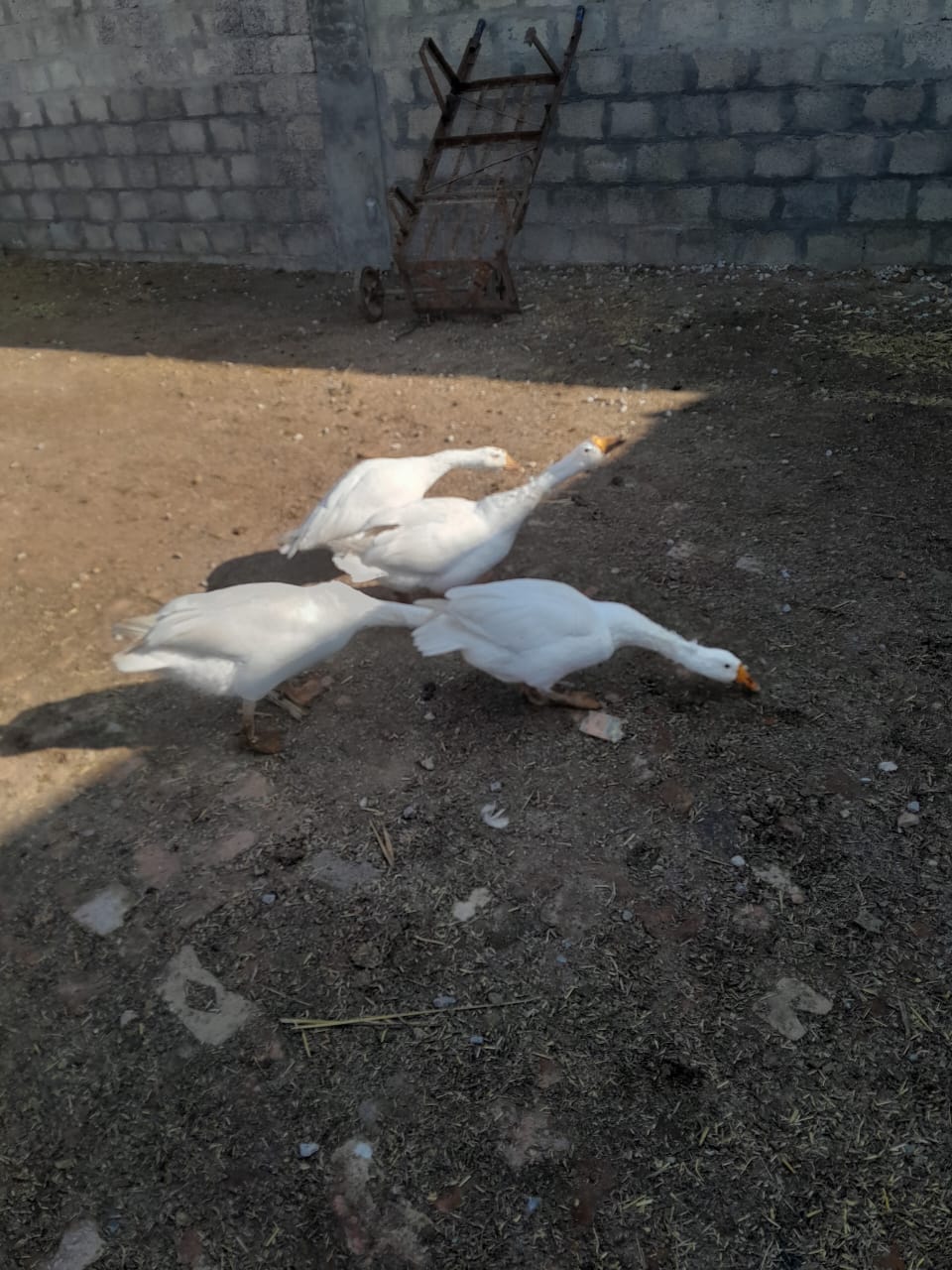 White ducks long neck neck breed pair