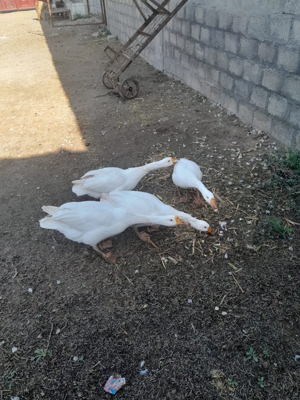 White ducks long neck neck breed pair