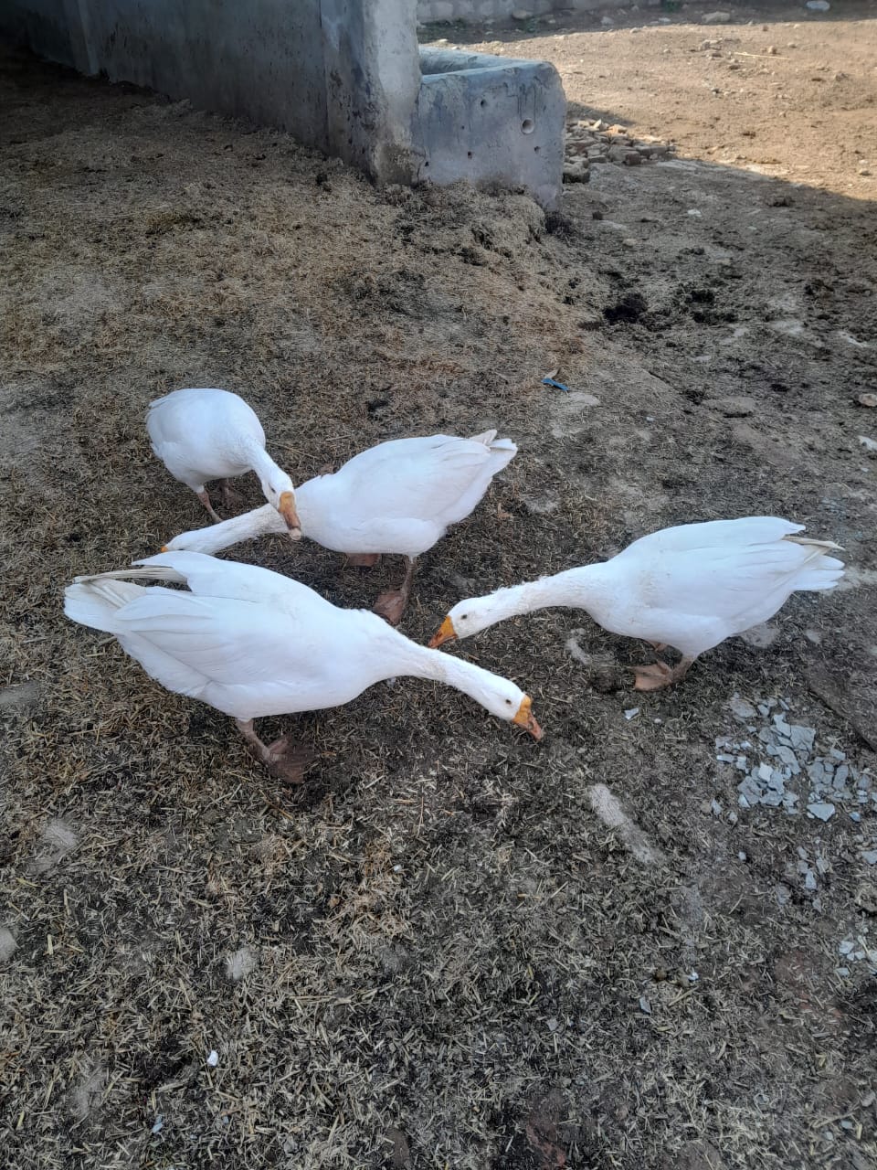 White ducks long neck neck breed pair