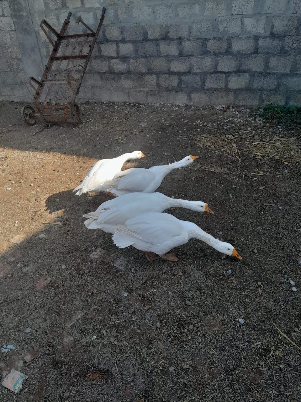 White ducks long neck neck breed pair