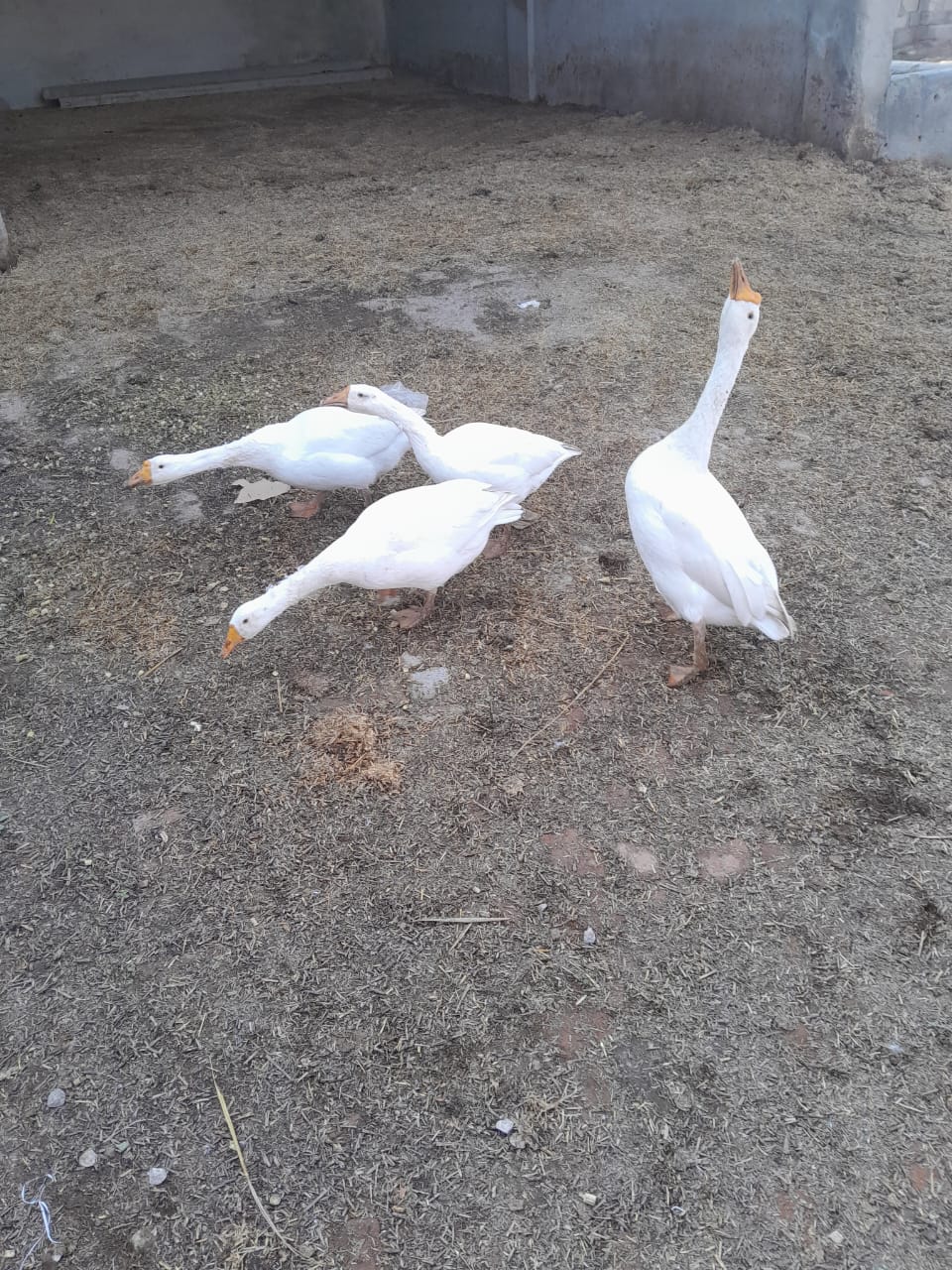 White ducks long neck neck breed pair