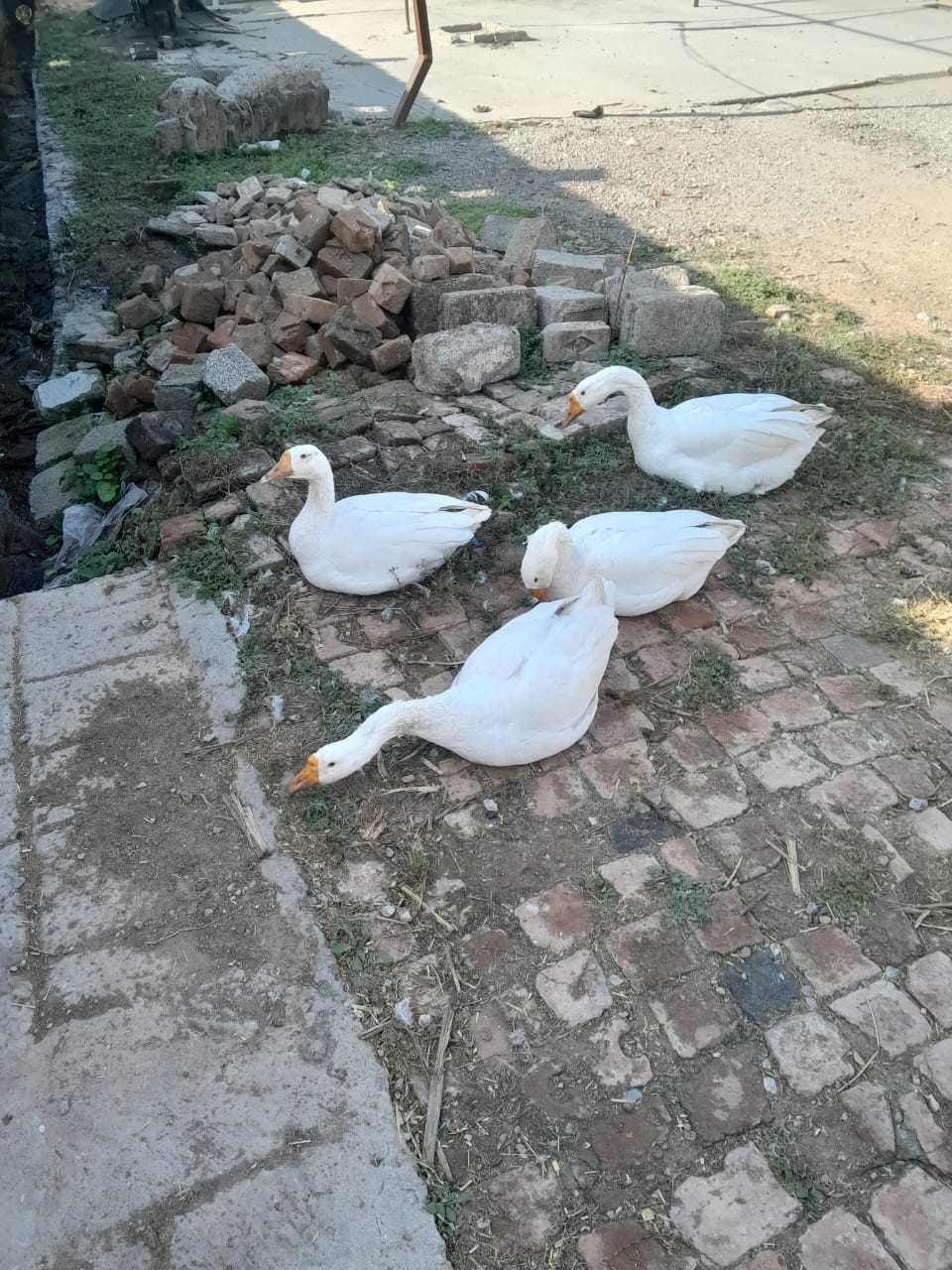 White ducks long neck neck breed pair