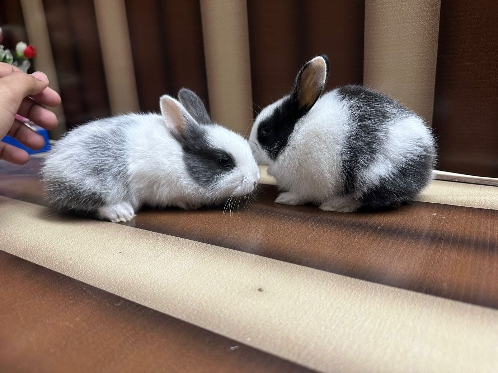 Buy my pair of rabbit 