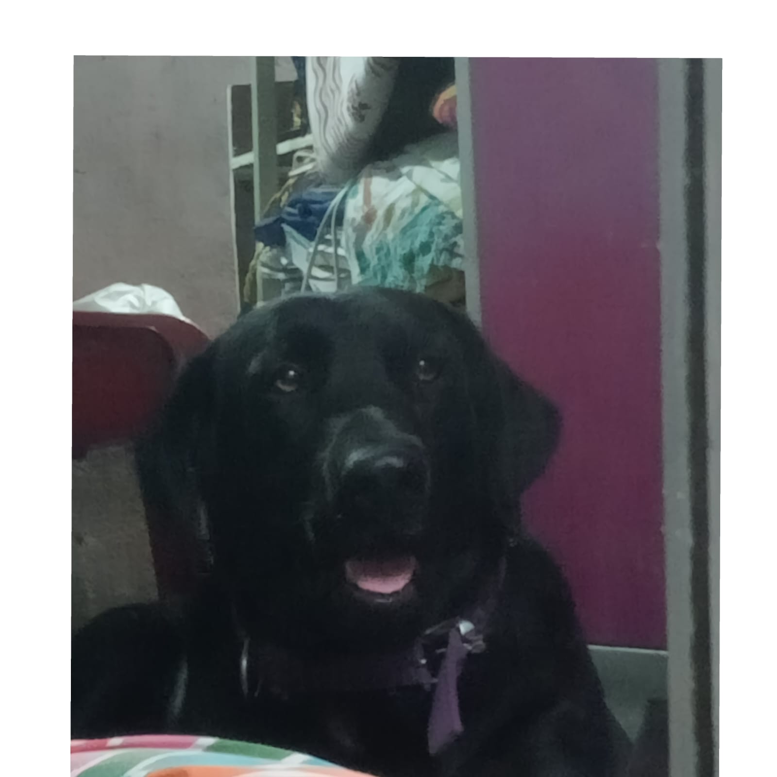 Labrador dog for sale 